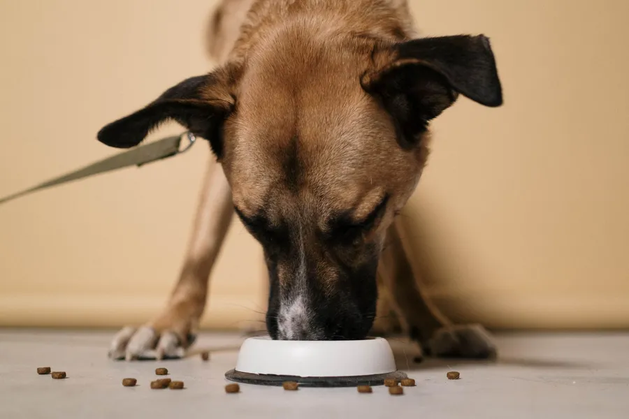Dog eating from a CIROBIN silicone feeding bowl