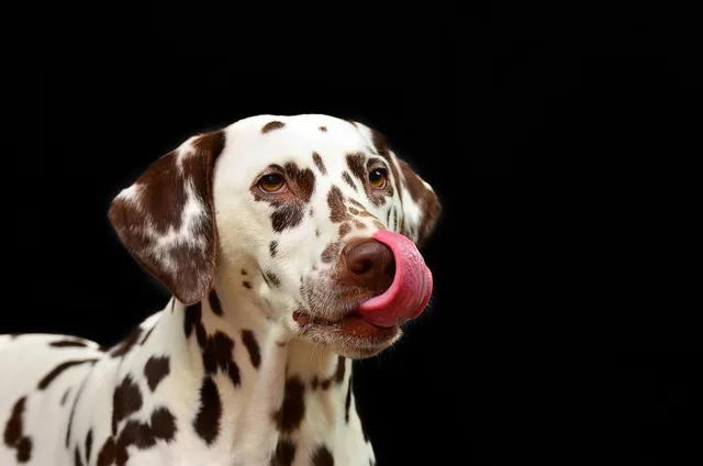 Dog Lick Mat with Suction Base